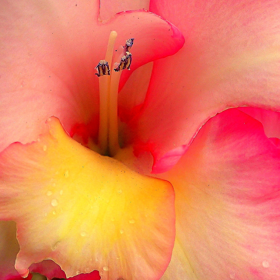 Rosa Gladiole