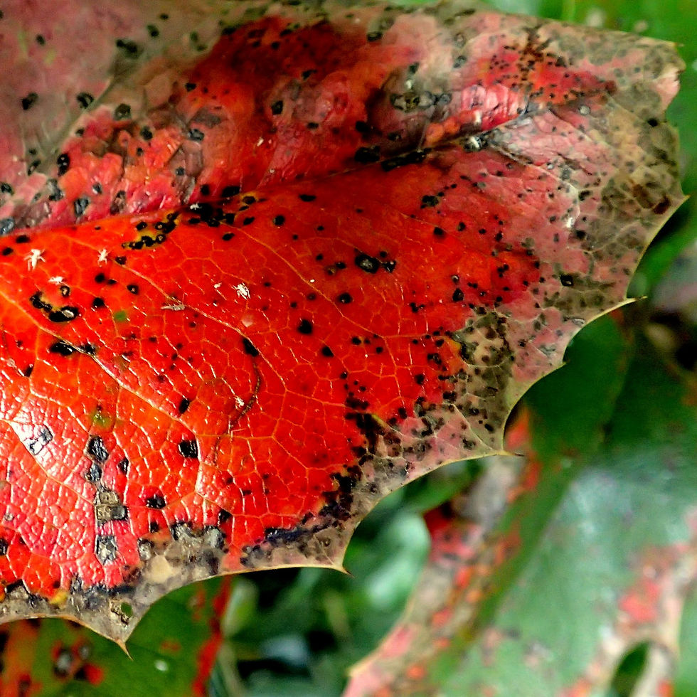 Rotes Blatt