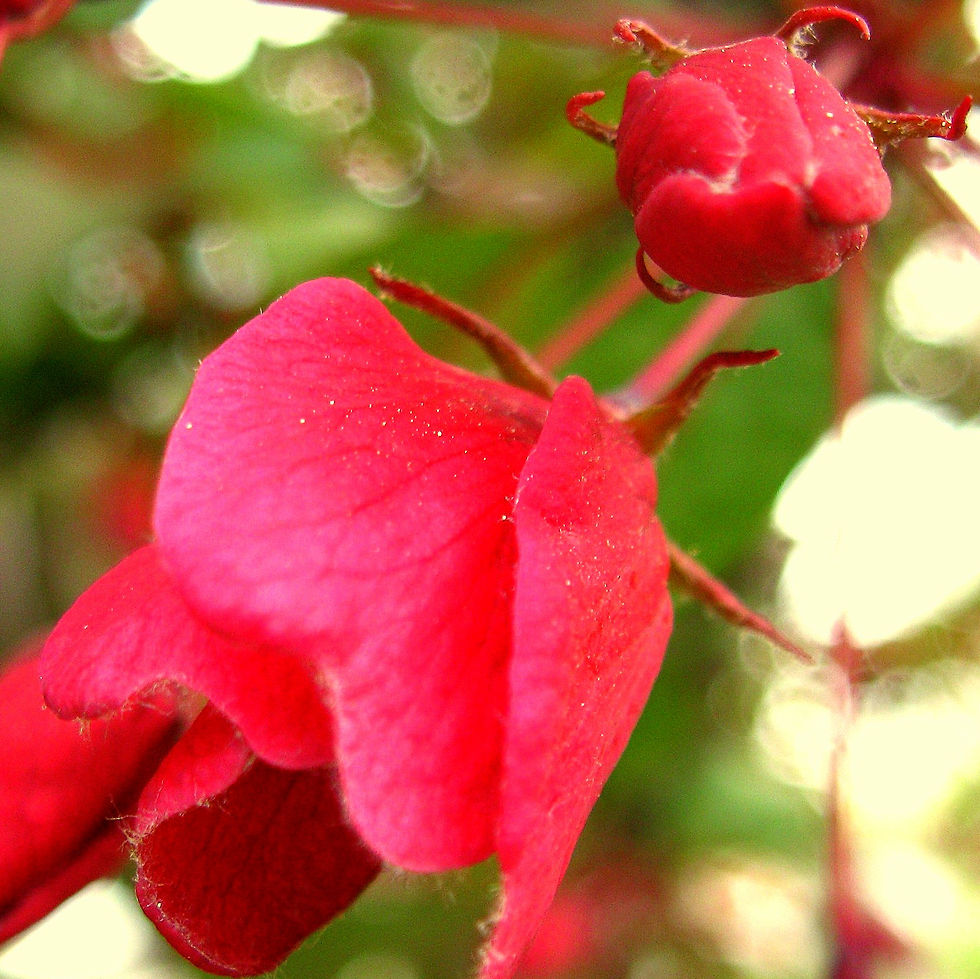 Rote_Blüten