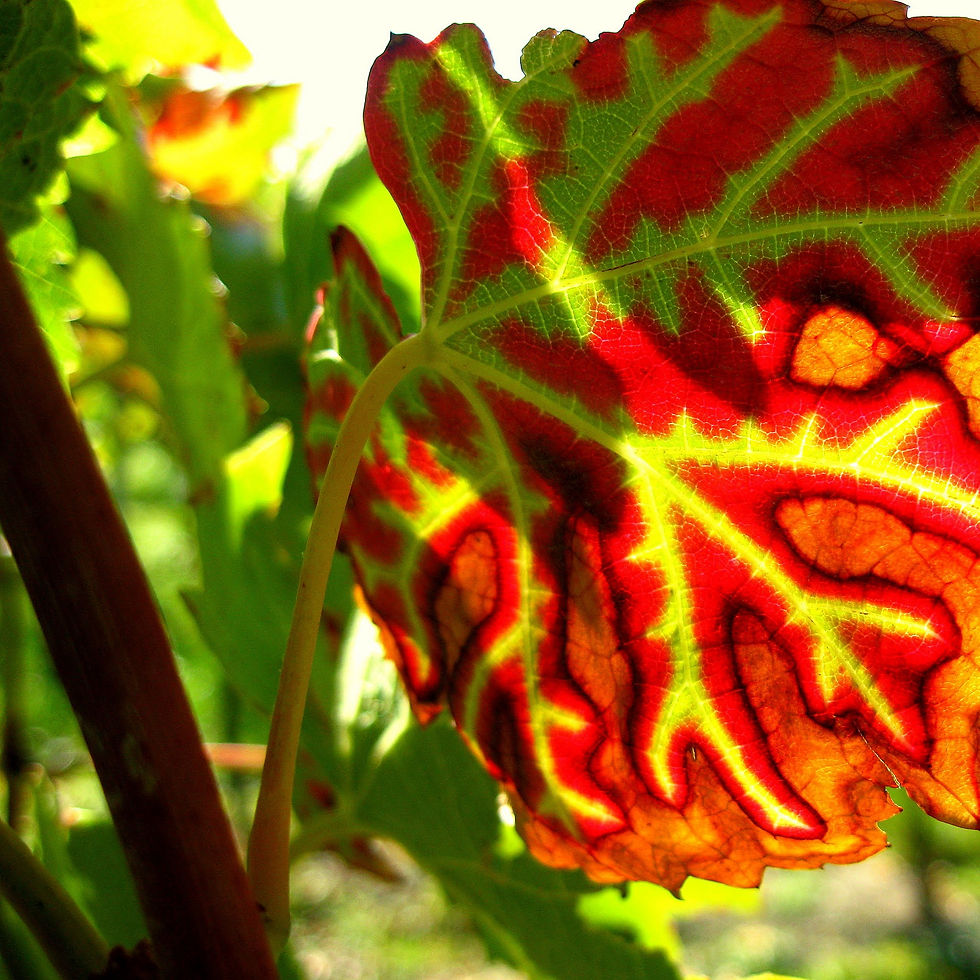 Weinblatt