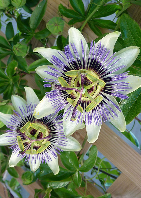 Exotic passion flower on the terrace Boathouse self catering Kingsbridge
