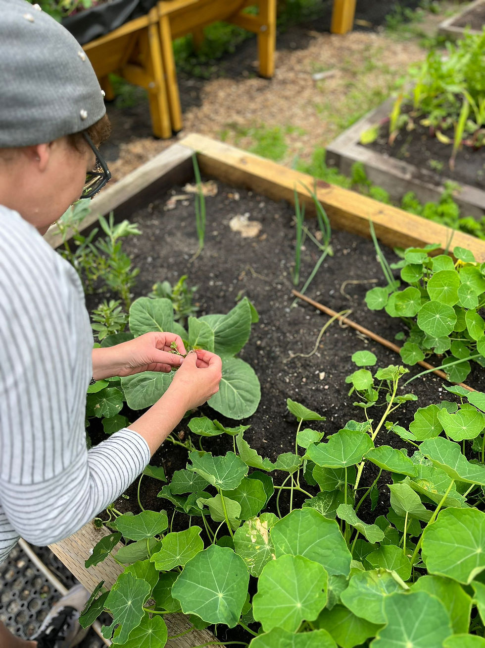 Woman tending to plants in garden bed on sunny day. JAMH