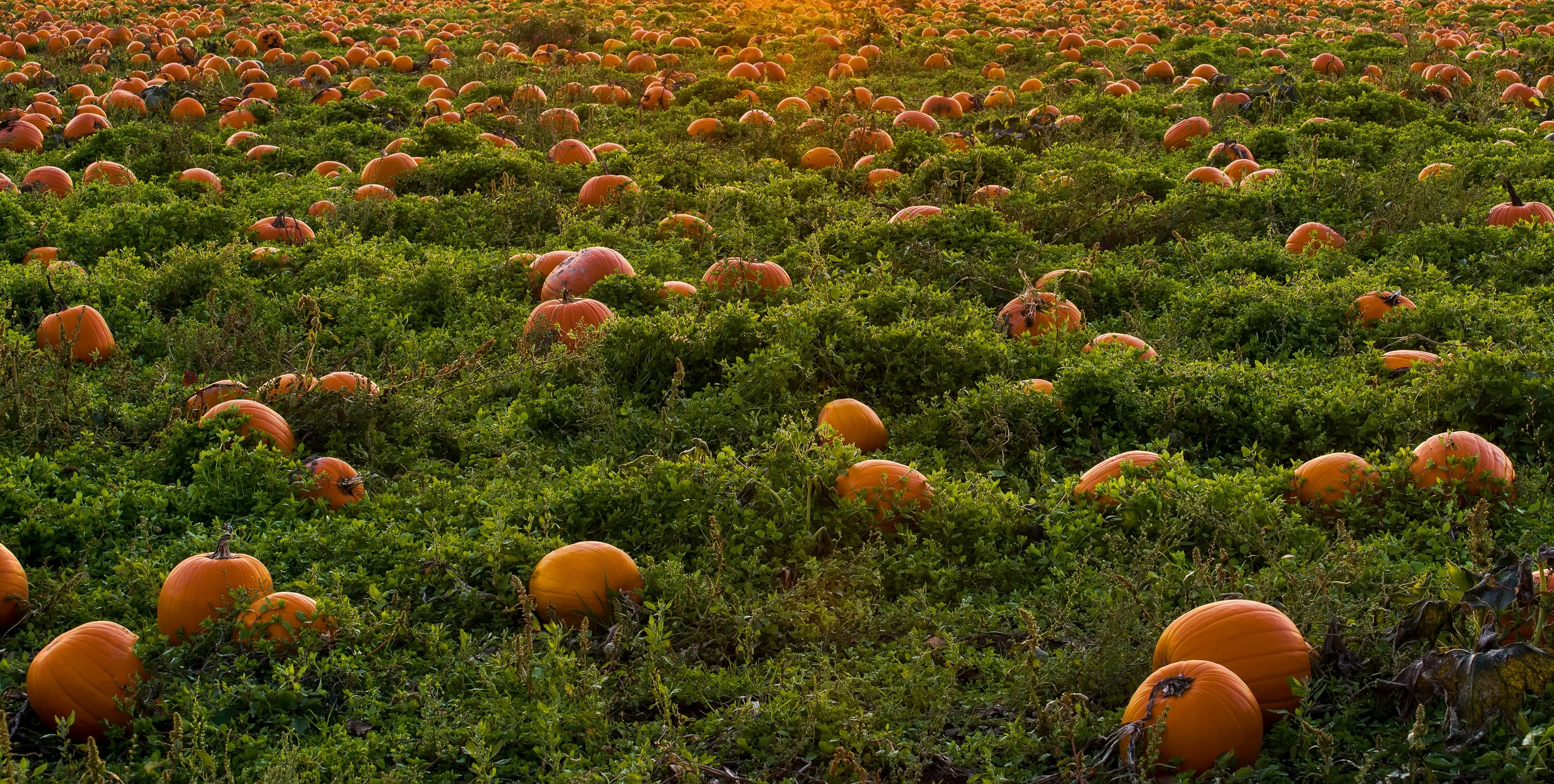 Lymm Pumpkin Patch