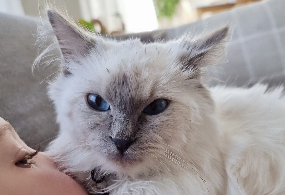 Pet of the Month - Winston