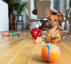 Indoor games to challenge your dog