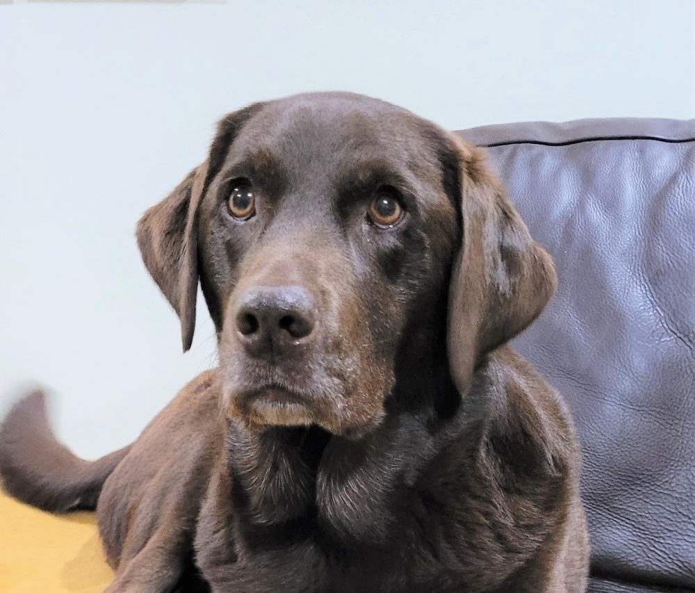 Pet of the Month - Hazel