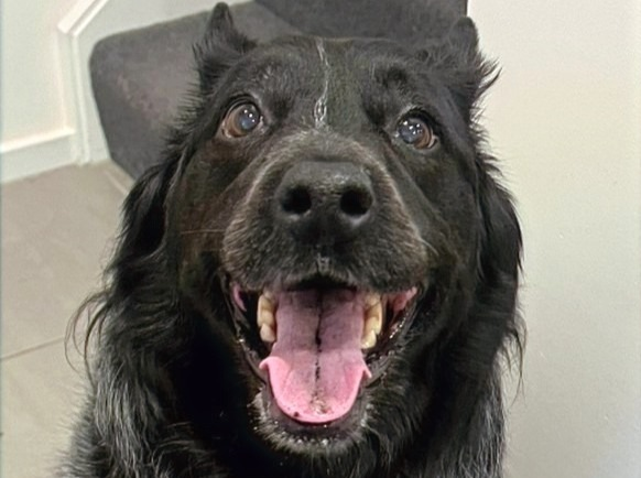 Pet of the Month - Gindy