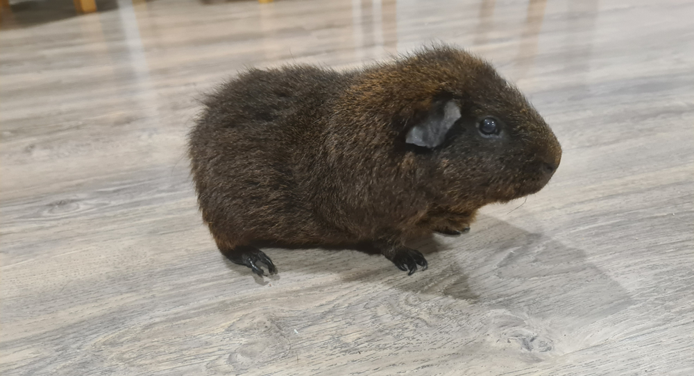 Pet of the Month - Milo