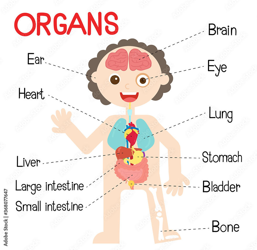 Human Body and Senses 3-5 yrs