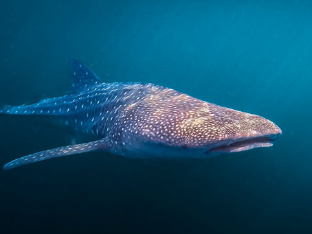 Todo sobre el Tiburón Ballena en Colombia: Ciencia, Migración y Guía de Avistamiento Responsable