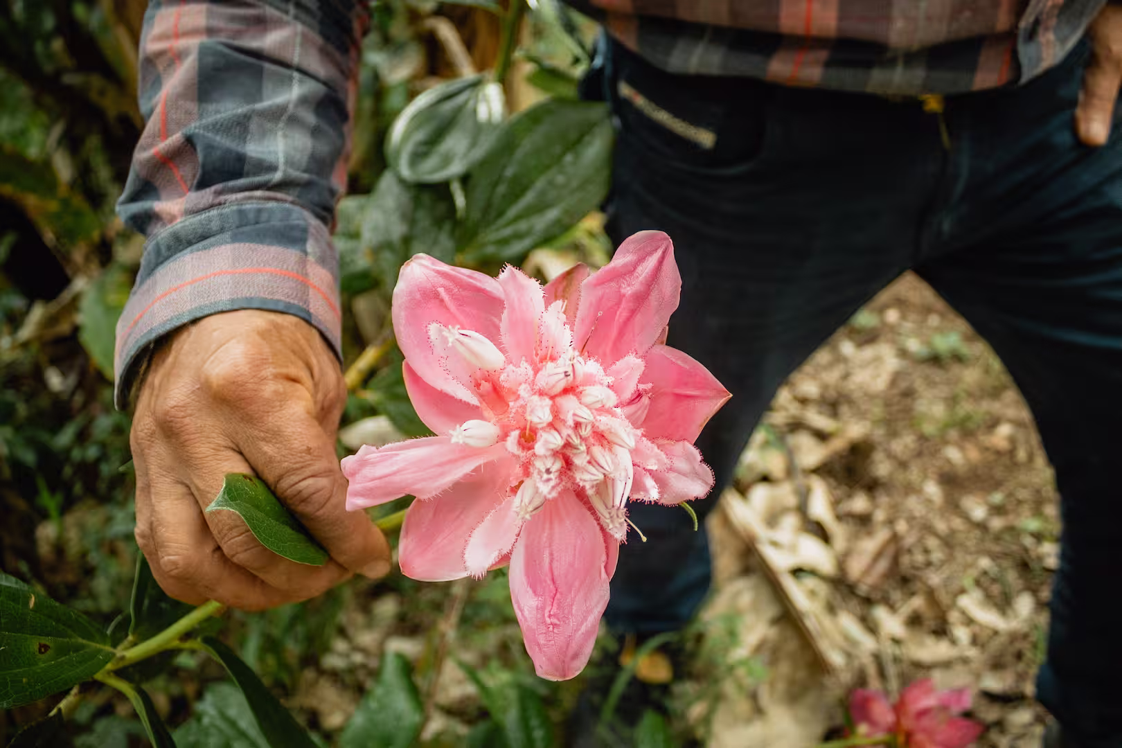 Flor del Quereme - El Queremal, Dagua