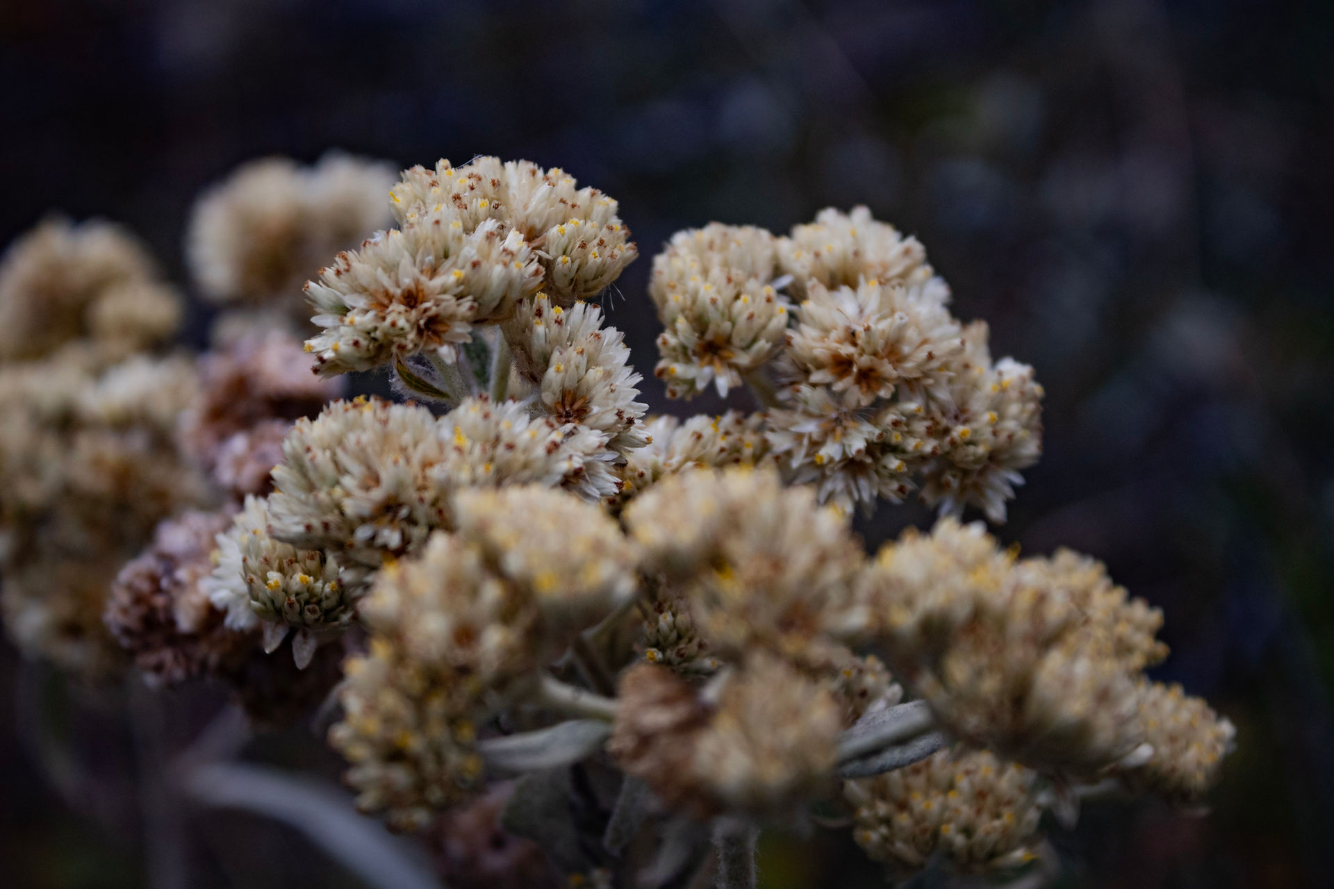 Flores de Paramo - PNN Cocuy