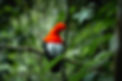 Gallito de Roca, Doña Dora, Dagua - Valle del Cauca