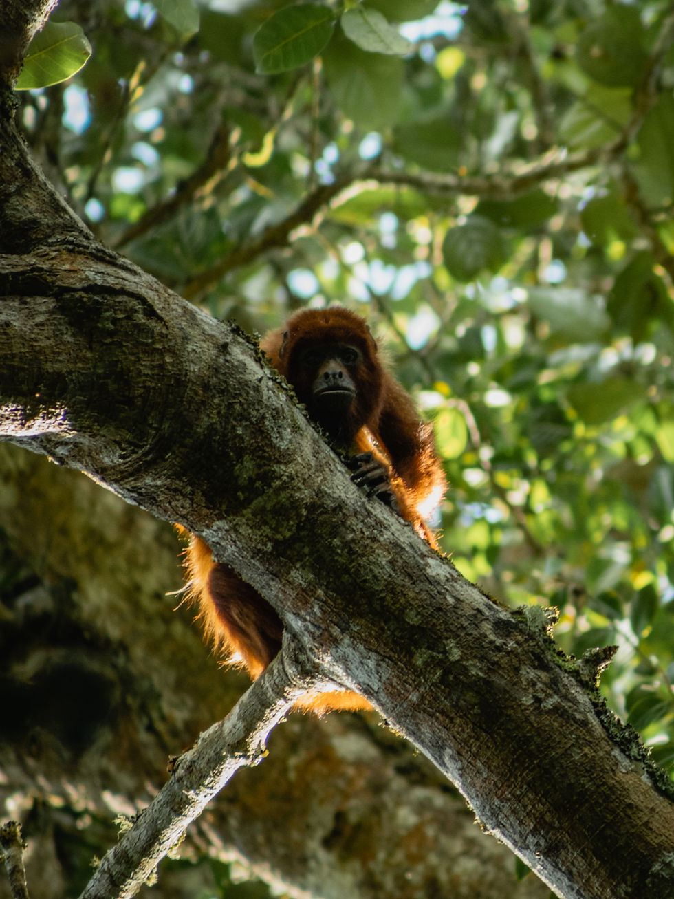 Mono ahullador en el Bosque de Yotoco - V42 Los Danis