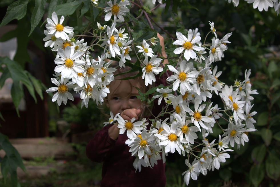 Peeping out from behind the flowers in the food forest