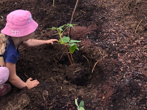 In a time when many children are growing up disconnected from nature, food forests offer schools a powerful way to bring learning back to the land. More than gardens, these living ecosystems become hands-on classrooms—where students grow food, observe biodiversity, and build meaningful relationships with the natural world.