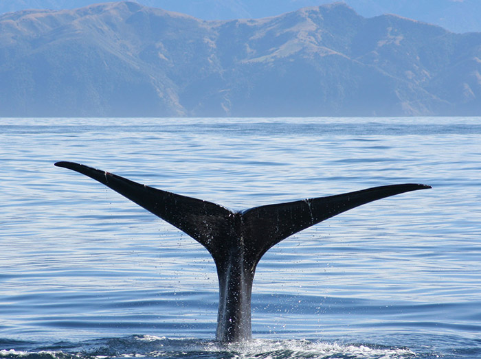 Sperm-whale.jpg
