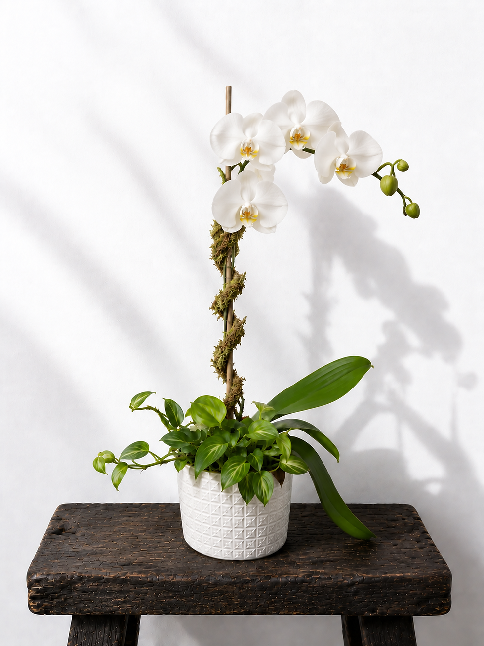 Hình thu nhỏ: Orchid Vine