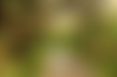 😮Conoce este Exuberante Bosque Subtropical, Patrimonio de la Humanidad por la UNESCO