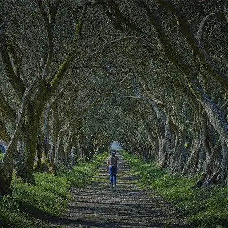 👀 Ruta de los Pazos en Galicia: Entre Olivos y Camelios