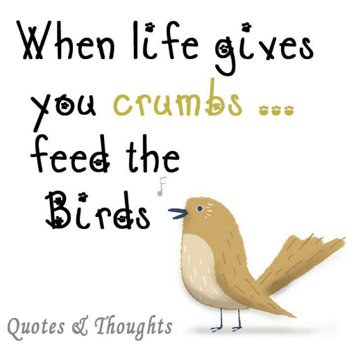 Feed The Birds Quotes How To Help Birds When They Are Hungry, Injured And/Or Are Without Their  Flock.