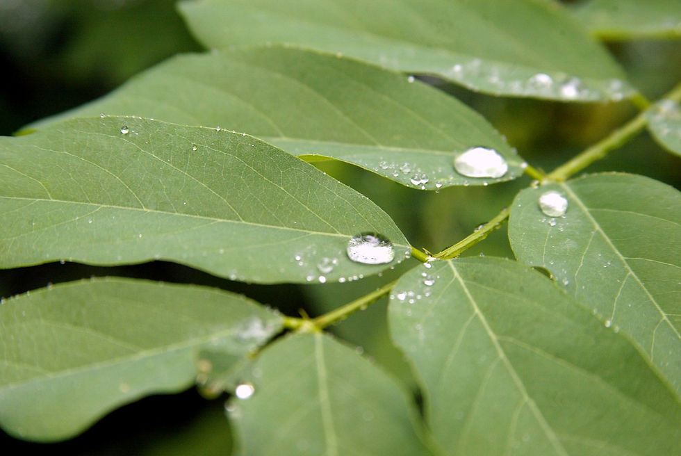 Wet Weather leaves