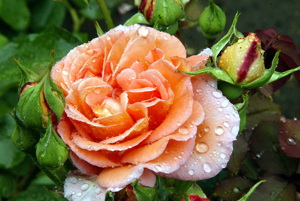 Wet Weather Flower