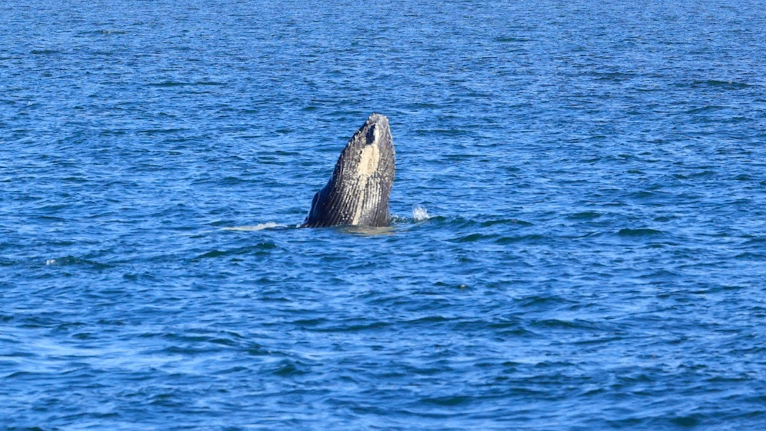 Whale Feb 2023.gif