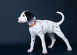 Stunning Dalmatian Puppy Photo