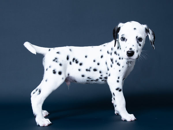 Dalamtian Puppy photo
