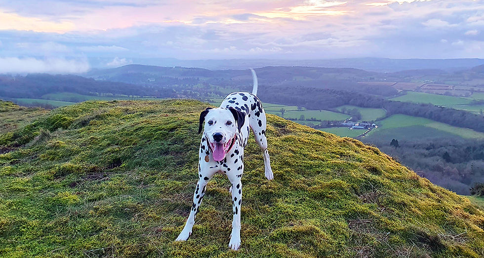 Dalmatian on top of the Malvern Hills