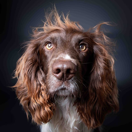dog-photography-studio-malvern