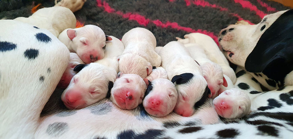 KC-Dalmatian-pupies-England small file.jpg
