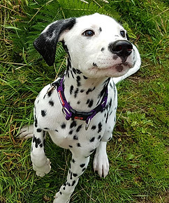 Dalmatian-puppy-uk.jpg