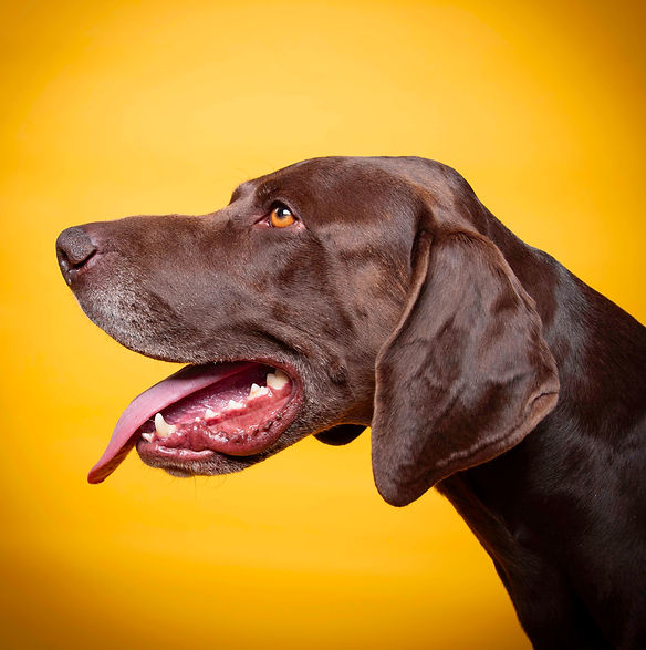 Professional photography services for a brown dog portrait