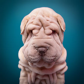 dog-photography-studio-malvern-worcester
