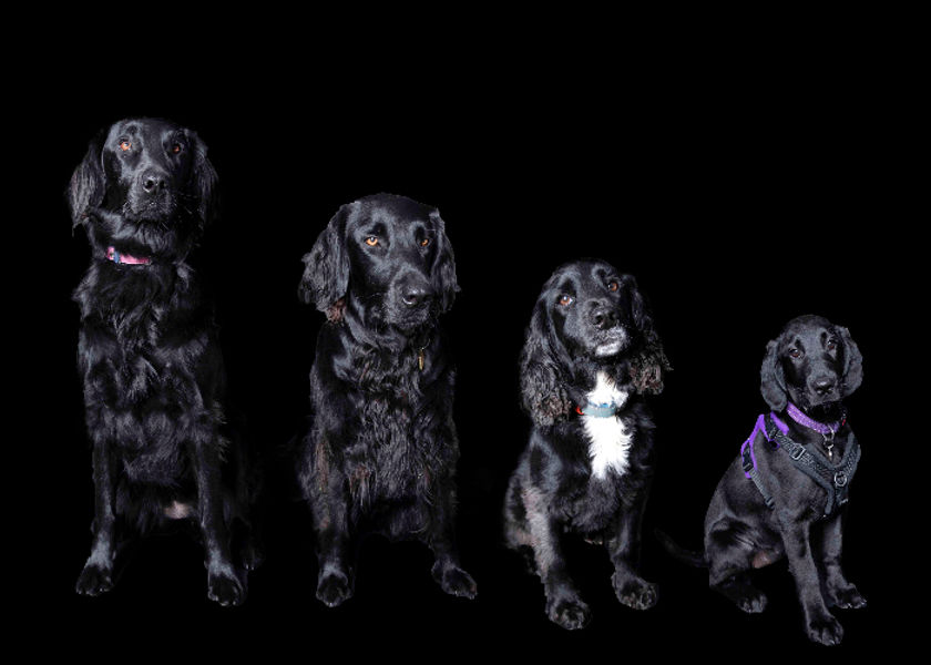 frontal image 4 dogs copy 2_edited_edite