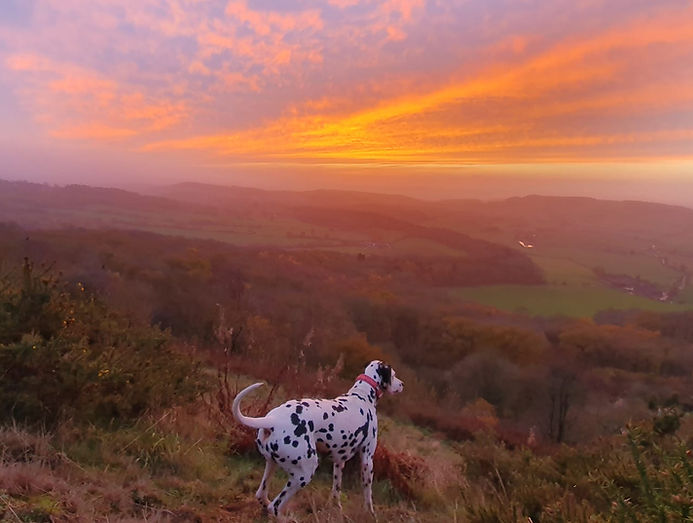Aegaeon-KC-reg-Dalmatian-breeder