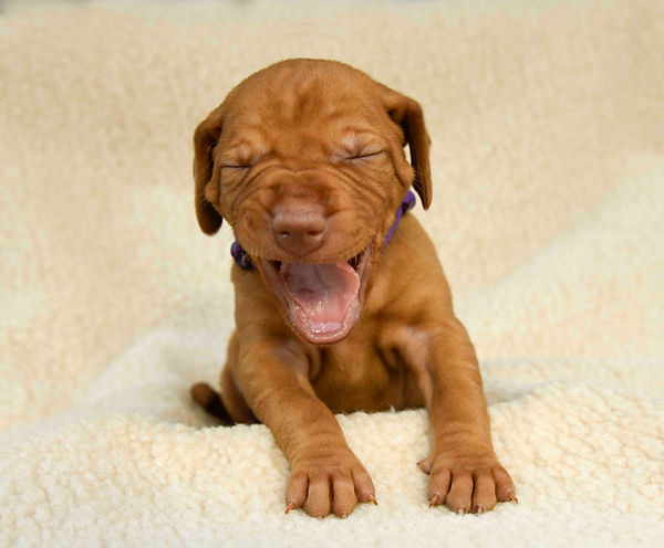 Hungarian Vizsla Pup funny