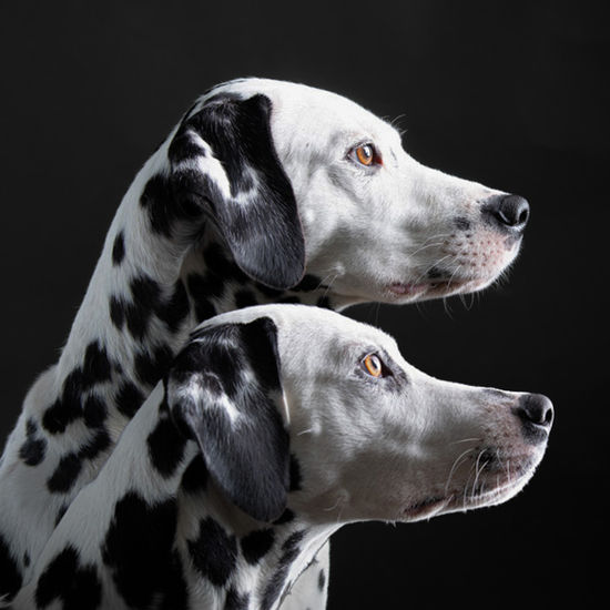 Two Dalmatians in professional photography services portrait