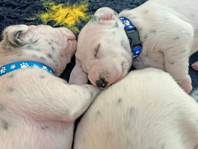 IMG_8618 (1) copy.jpg