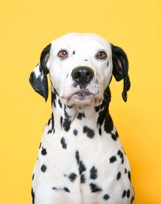 mojo Dalmatian Queen