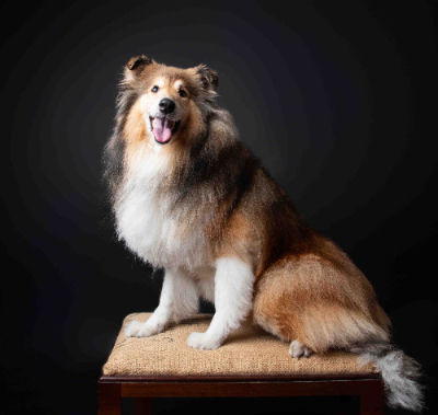 Shetland Sheepdog posing for professional photography services