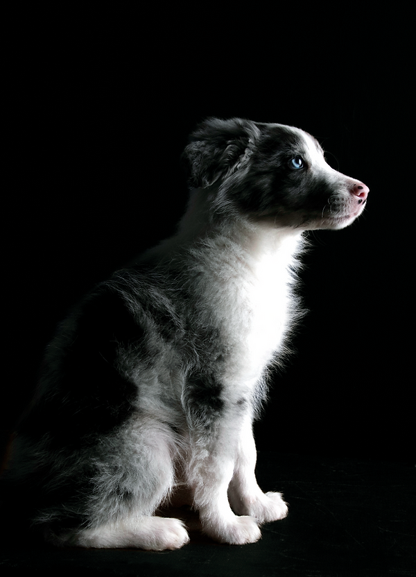 puppy photograph dog photography