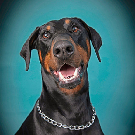 Photoshoot-with-your-Dog_