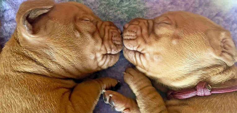 Vizsla breeders uk