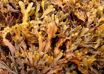 seaweed image.jpg