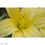 Thumbnail: Yellow Lily [2017] Unframed Print