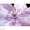Thumbnail: Purple Flower [2016] Unframed Print