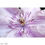 Thumbnail: Purple Flower [2016] Unframed Print